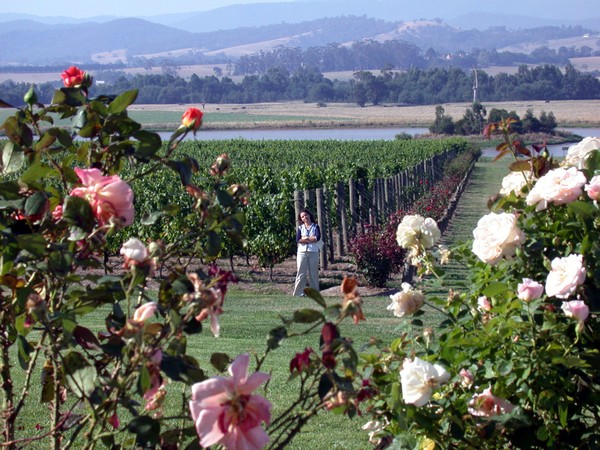 Domaine Chandon Estate